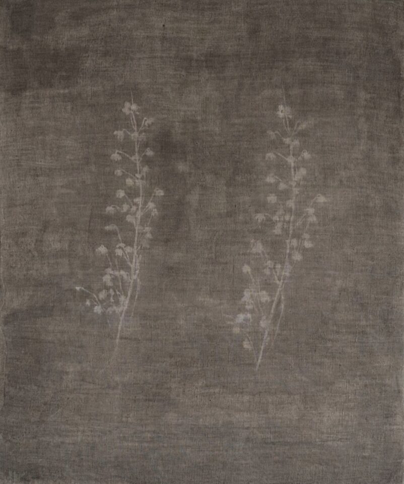 二つの高山植物