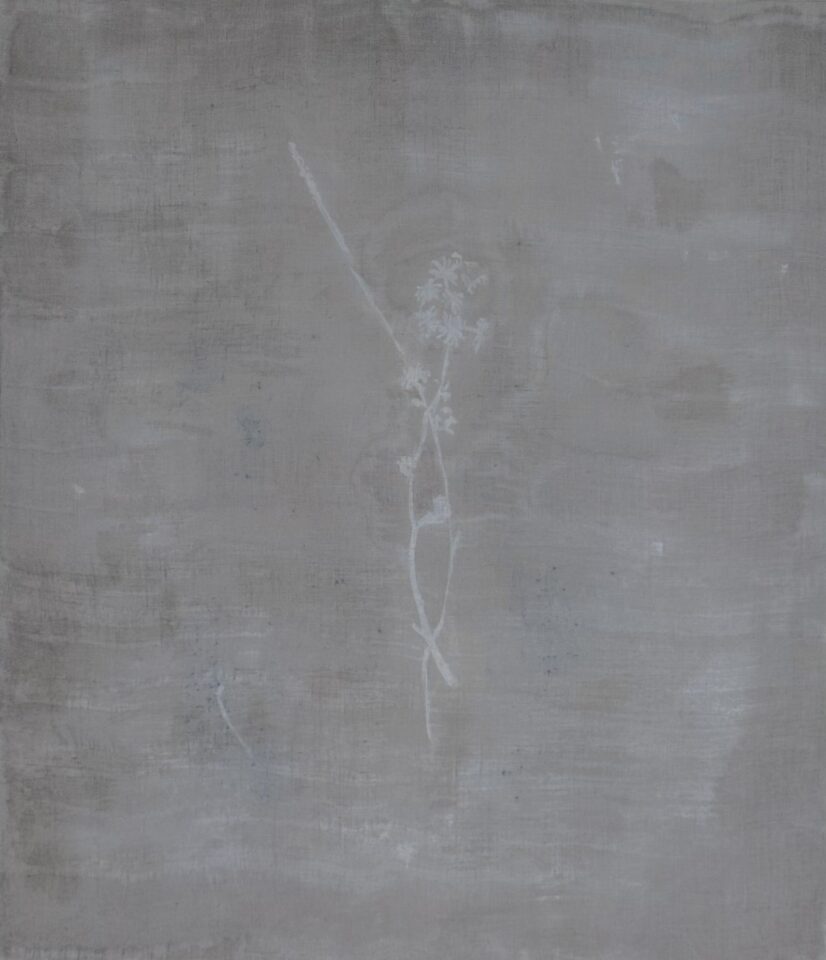 s.virgaurea ssp. leiocarpa